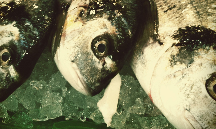 Fish fotografía gastronómica digerible