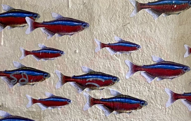 arte urbano Coda Montpellier Francia